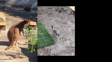 Sydney animals out in the wild safe yet oh so filthy